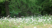 Dalhousie Cottages